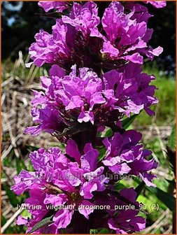 Lythrum virgatum &#039;Dropmore Purple&#039; | Kattestaart