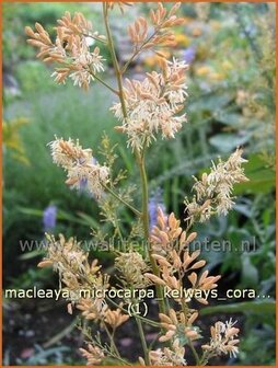 Macleaya microcarpa &#039;Kelways Coral Plume&#039; | Pluimpapaver