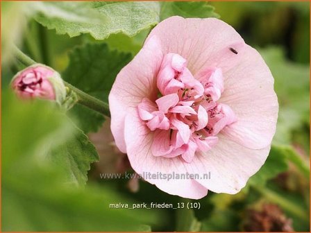 Malva &#039;Park Frieden&#039; | Vaste stokroos, Stokroos | Ausdauernde Stockrose