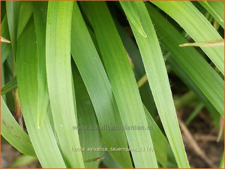 Luzula sylvatica &#039;Tauernpass&#039; | Veldbies