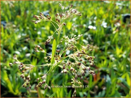 Luzula sylvatica &#039;Tauernpass&#039; | Grote veldbies, Veldbies