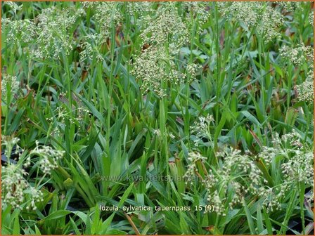 Luzula sylvatica &#039;Tauernpass&#039; | Veldbies