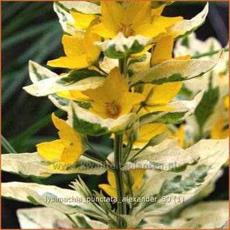 Lysimachia punctata &#039;Alexander&#039; | Puntwederik, Wederik