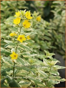 Lysimachia punctata &#039;Alexander&#039; | Puntwederik, Wederik