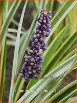 Liriope muscari &#039;Variegata&#039; | Leliegras