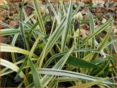 Liriope muscari &#039;Variegata&#039; | Leliegras