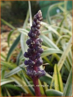 Liriope muscari &#039;Variegata&#039; | Leliegras