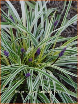 Liriope muscari &#039;Variegata&#039; | Leliegras