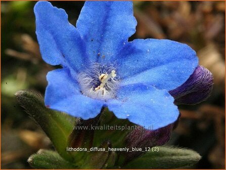 Lithodora diffusa &#039;Heavenly Blue&#039; | Parelzaad, Steenzaad | S&uuml;dlicher Scheinsteinsame