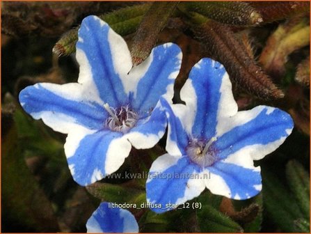 Lithodora diffusa &#039;Star&#039; | Parelzaad, Steenzaad