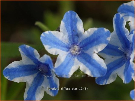 Lithodora diffusa &#039;Star&#039; | Parelzaad, Steenzaad