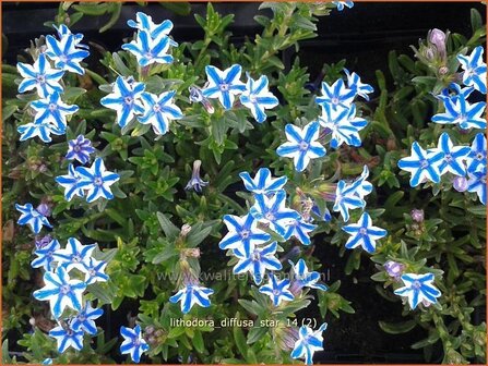 Lithodora diffusa &#039;Star&#039; | Parelzaad, Steenzaad