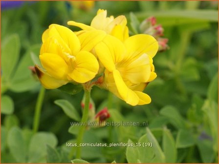 Lotus corniculatus &#039;Pleniflorus&#039; | Rolklaver