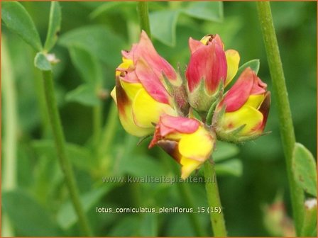 Lotus corniculatus &#039;Pleniflorus&#039; | Rolklaver