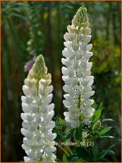 Lupinus &#039;Noble Maiden&#039; | Lupine