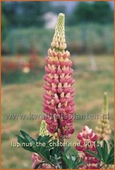 Lupinus &#039;The Chatelaine&#039; | Lupine