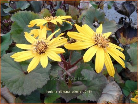 Ligularia dentata &#039;Othello&#039; | Kruiskruid