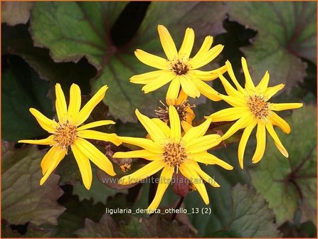 Ligularia dentata &#039;Othello&#039; | Kruiskruid