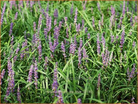 Liriope muscari &#039;Big Blue&#039; | Leliegras