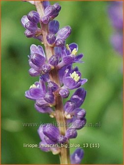 Liriope muscari &#039;Big Blue&#039; | Leliegras