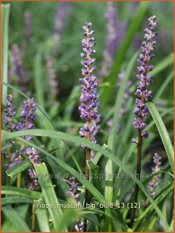 Liriope muscari &#039;Big Blue&#039; | Leliegras