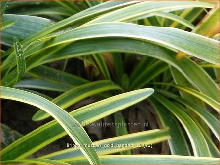 Liriope muscari &#039;Gold Banded&#039; | Leliegras