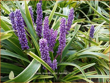 Liriope muscari &#039;Gold Banded&#039; | Leliegras