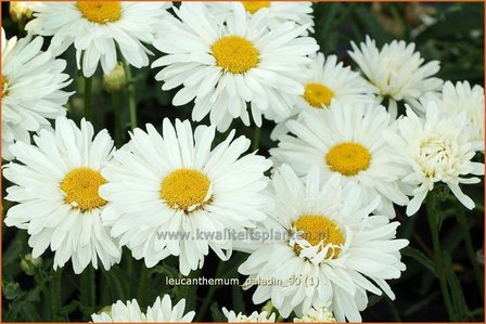 Leucanthemum &#039;Paladin&#039; | Margriet