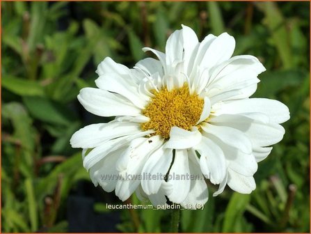 Leucanthemum &#039;Paladin&#039; | Margriet