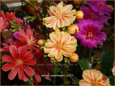 Lewisia &#039;Regenbogen&#039; | Bitterkruid