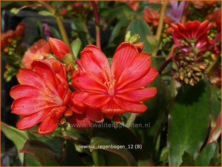 Lewisia &#039;Regenbogen&#039; | Bitterkruid