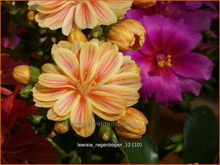 Lewisia &#039;Regenbogen&#039; | Bitterkruid