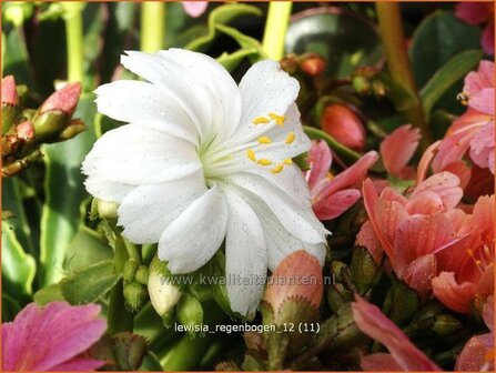 Lewisia &#039;Regenbogen&#039; | Bitterkruid