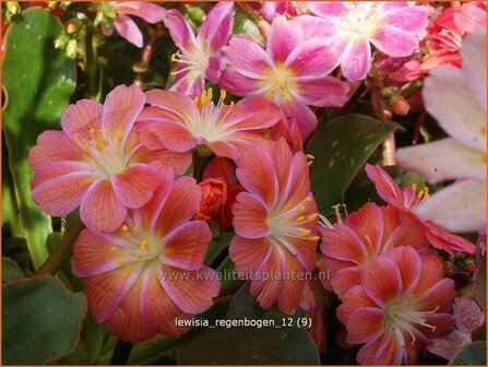 Lewisia &#039;Regenbogen&#039; | Bitterkruid