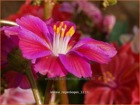 Lewisia &#039;Regenbogen&#039; | Bitterkruid