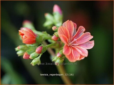 Lewisia &#039;Regenbogen&#039; | Bitterkruid