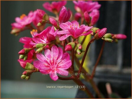 Lewisia &#039;Regenbogen&#039; | Bitterkruid