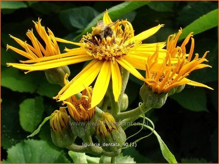 Ligularia dentata | Kruiskruid