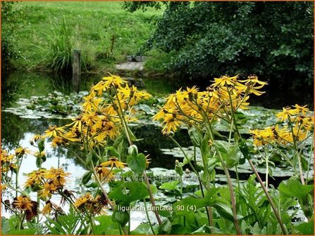 Ligularia dentata | Kruiskruid