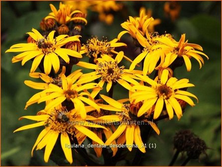 Ligularia dentata &#039;Desdemona&#039; | Kruiskruid