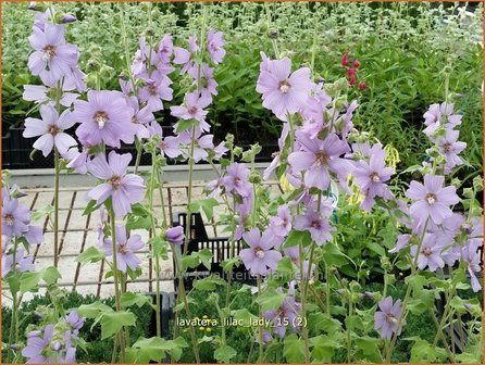 Lavatera &amp;#39;Lilac Lady&amp;#39; | Struikmalva | Buschmalve