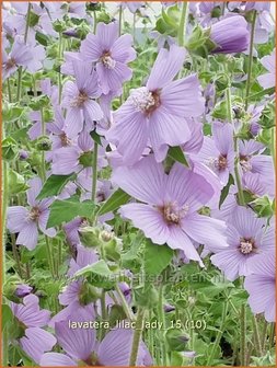 Lavatera &amp;#39;Lilac Lady&amp;#39; | Struikmalva | Buschmalve