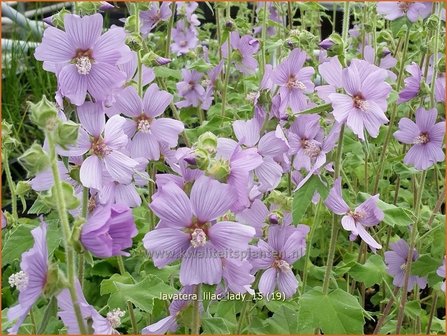 Lavatera &amp;#39;Lilac Lady&amp;#39; | Struikmalva | Buschmalve