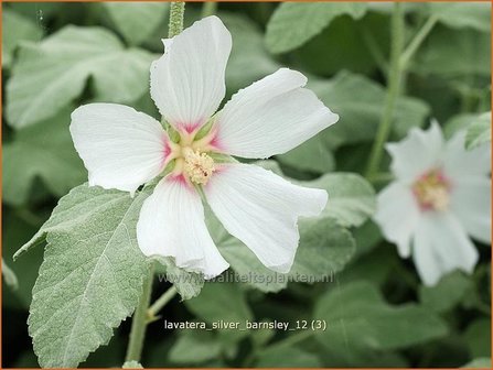 Lavatera &#039;Silver Barnsley&#039; | Malva, Struikmalva