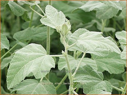 Lavatera &#039;Silver Barnsley&#039; | Malva, Struikmalva