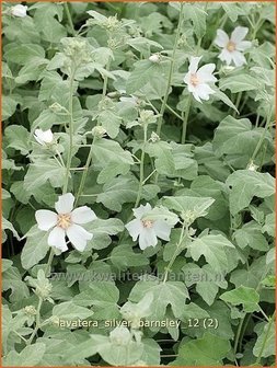 Lavatera &#039;Silver Barnsley&#039; | Malva, Struikmalva