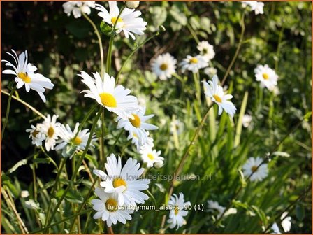 Leucanthemum &amp;#39;Alaska&amp;#39; | Margriet | Grossblumige Margerite