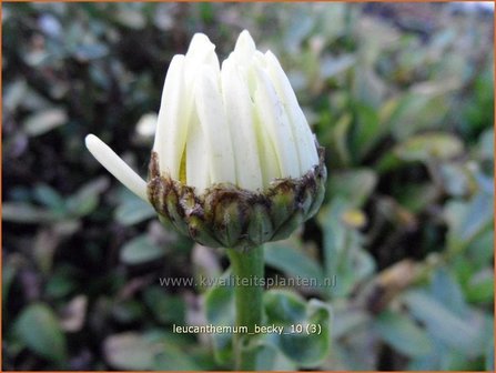 Leucanthemum &#039;Becky&#039; | Margriet