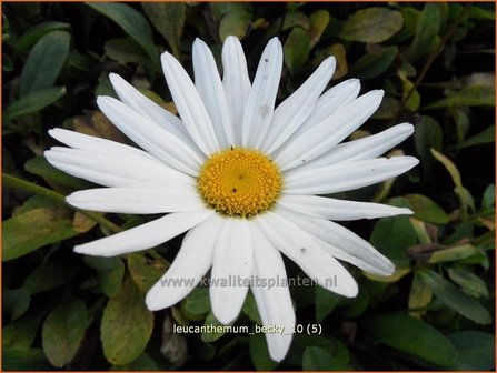 Leucanthemum &#039;Becky&#039; | Margriet