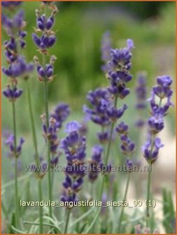 Lavandula angustifolia &#039;Siesta&#039; | Lavendel